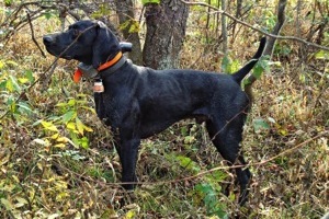 Max in grouse covert